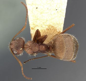 Media type: image;   Entomology 22952 Aspect: habitus dorsal view